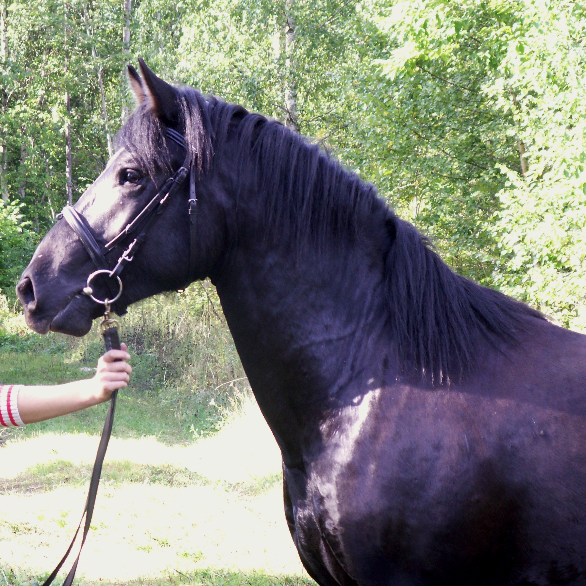 Hobuste liigesed Kuidas eemaldada valu ja poletiku puusaliigese